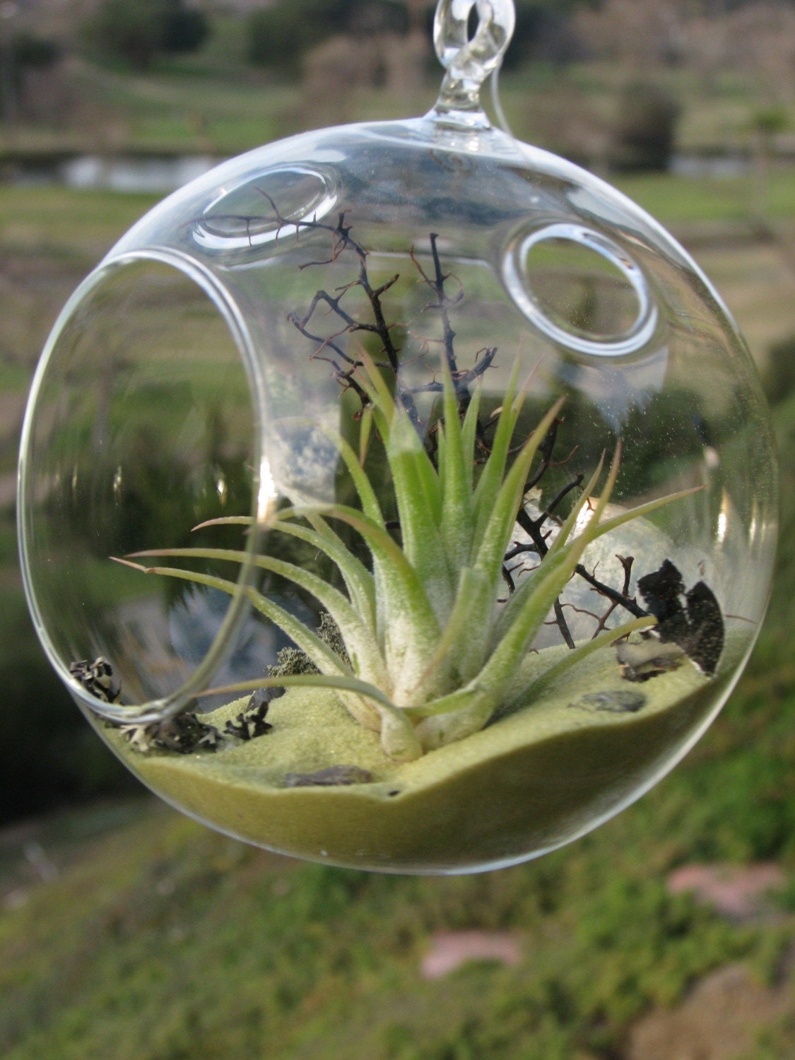 Deep Green Sea Air Plant DIY Terrarium