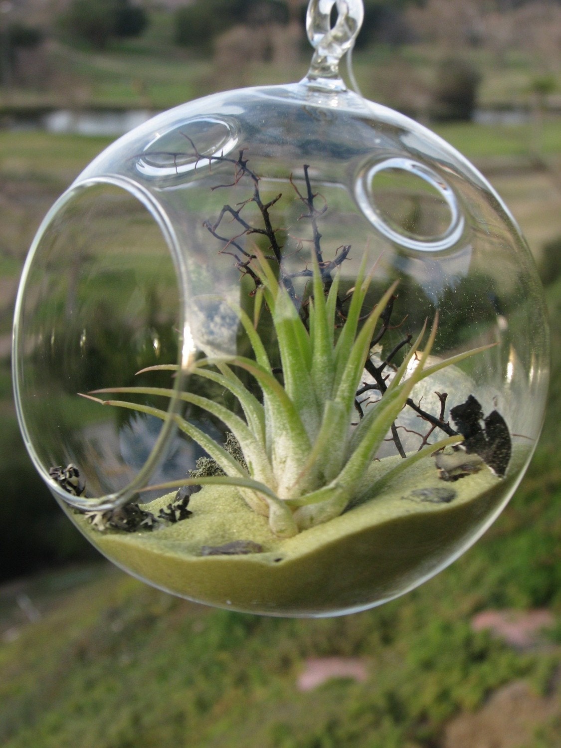 Deep Green Sea Airplant Orb