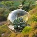 Succulent Terrarium for the Simple Life