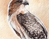 Red-Tailed Hawk - Print of Original Watercolor