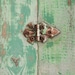 ON HOLD until Nov 16 - Vintage Wood Jam Cupboard - Kitchen, Cabinet, Mid Century, Storage, Rustic
