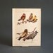 Vintage Bird Print - Animal, Botanical, Plate