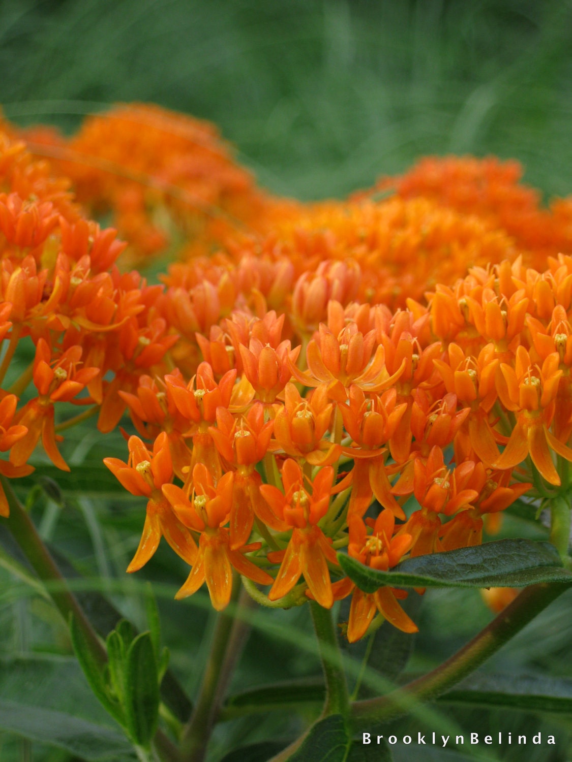Orange Flowers - 8 x 10 Photograph - SALE - Use Coupon Code CYBERMONDAY for 10% discount