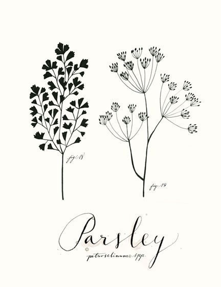 Parsley 8.5x11 -Culinary Art- Collection