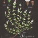 Thyme print 8.5x11 - Botanical collection - flower plant herbs -