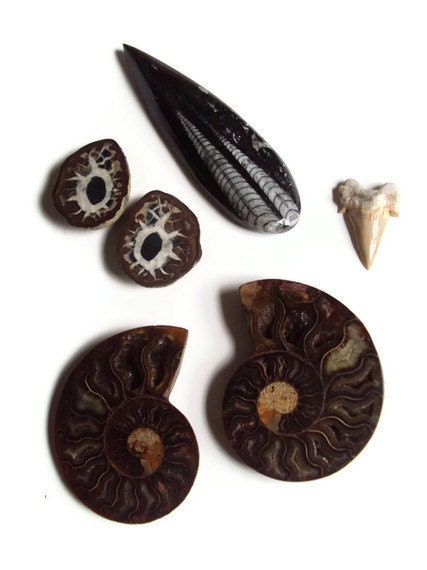 Instant Fossil Collection, ALL High Quality, Ammonite Split Pair w/ Opalized Shell, Orthoceras Fossil Cabochon, Shark Tooth, Septarian Pair - DumbBunnyDesigns