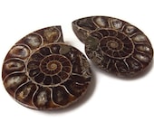 Ammonite Fossil Split Pair with Opalized Shell, Matching Set of Ammonite Halves, 400 Million Year Old Fossil, Extinct Ocean Life, Sea Life - DumbBunnyDesigns
