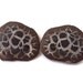Large Septarian Nodule Fossil Pair w/ Calcite from Morocco, 50 Million Years Old, Metaphysical New Age Reiki Healing, High Quality