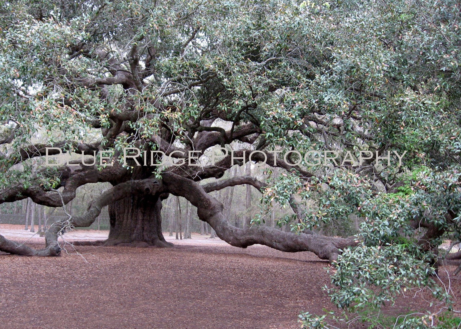 Angel Oak - 16 x 20 Fine Art Photography Water Color Print