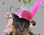 In the Pink cat hat and All Hopped Up collar