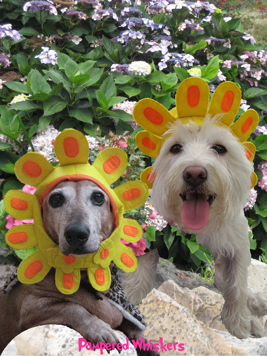 Late Bloomer flower costume for cats and dogs