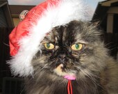 Red Hot Valentine Beret hat for cat or dog and Wild Side collar