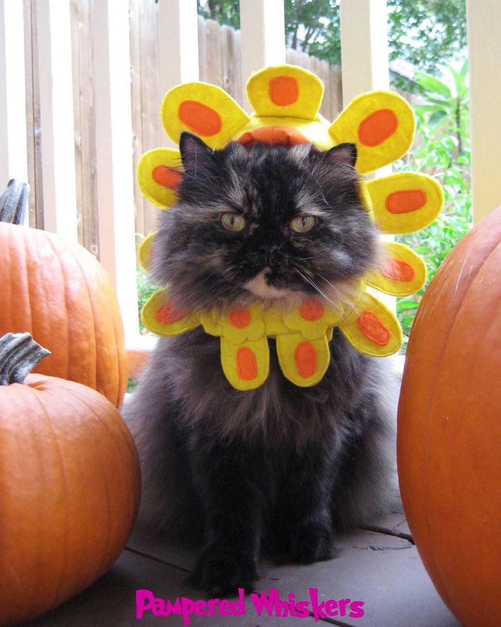 Late Bloomer flower hat for cats and dogs