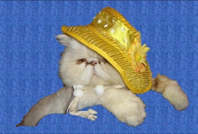 Little Miss Sunshine sun bonnet and party collar for dogs and cats