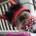 Little Devil costume hat for cat or dog