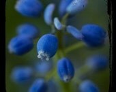 Macro Photography TTV photograph, Flower Photo, Sapphire Blue, Royal Blue, Grape Hyacinth, 8x8 Fine Art Print,