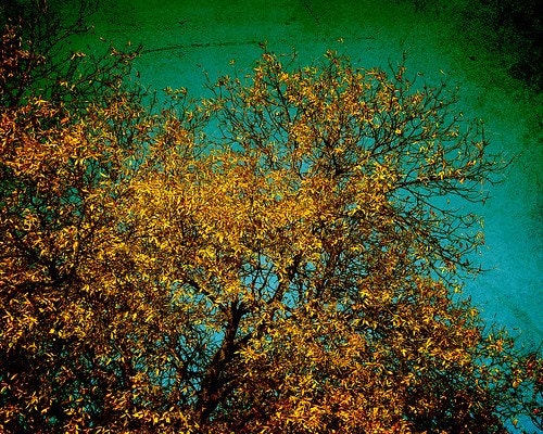 Autumn Nature Photo, Fine Art Print, Golden Leaves, Deep Teal Sky, 8x10