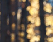 Modern Home Decor, Abstract Autumn Woodland Photo, 11x14 golden, bokeh, forest
