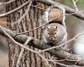Fine Art Print, Woodland Squirrel, 8x8 Nature Photograph, Tan, Brown, Cute Animal