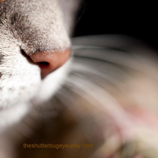 Macro Photograph, Cats Whiskers and Nose, 8x8 Modern Home Decor Print, Animal Photography - TheShutterbugEye