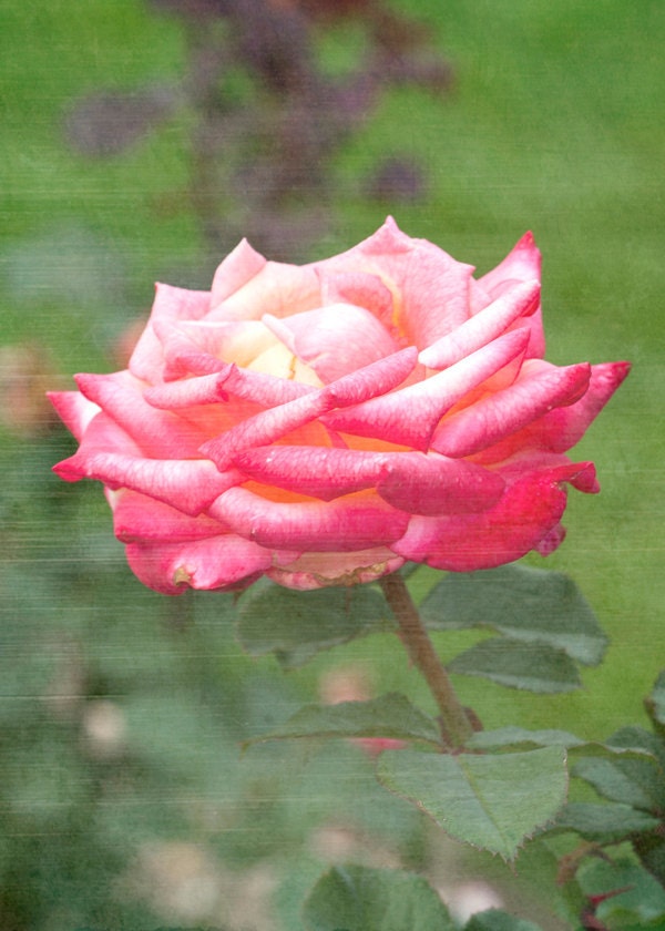 ACEO Fine Art Print, Macro Photo, Pink Rose, Photograph 2.5x3.5 inch photograph