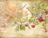 Autumn Photograph - Fall Apple Orchard Photo, Harvest, Country Fruit Trees, Large Wall Art, Home Decor - GeorgiannaLane Autumn Photograph - Fall Apple Orchard Photo, Harvest, Country Fruit Trees, Large Wall Art, Home Decor - GeorgiannaLane