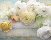 White Ranunculus - Romantic Spring Fine Art Photograph