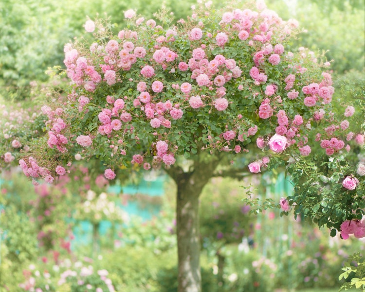 French Country Photo, Romantic Floral Photography, Monet's Giverny, The Rose Tree, Wall Decor, Nursery Art