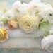 White Ranunculus - Romantic Spring Fine Art Photograph