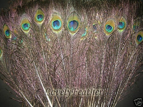 200 Pieces Peacock tail feather of 10 to 11 inches natural color