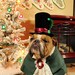 Custom Victorian Ringbearer Dog Pet Costume outfit for LARGE DOG