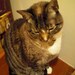 Kitty Teacup
