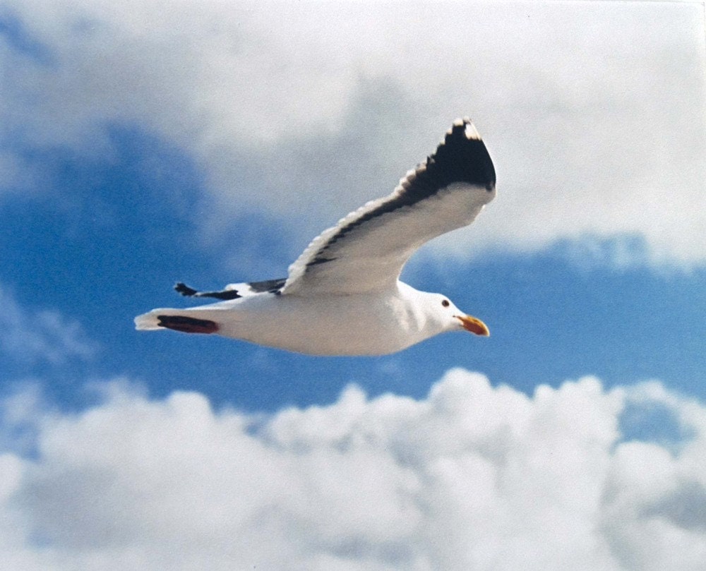 Seagull in the sky