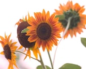 Sunflower Photograph titled Back to Back -- 8x10 on Fine Art Paper