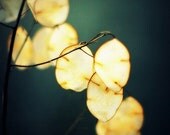 Number 16 - 5x7 Fine Art Photography Print
