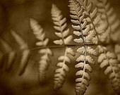 Nature Photography Print,  Home Decor - Golden Whisper 8x10