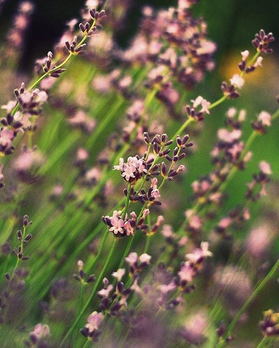 Art Photography Print  - Lavish Lavender