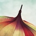 Bumbershoot 11x14 Original Fine Art Photography
