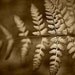 Golden Whisper 11x14 Fine Art Photography Print