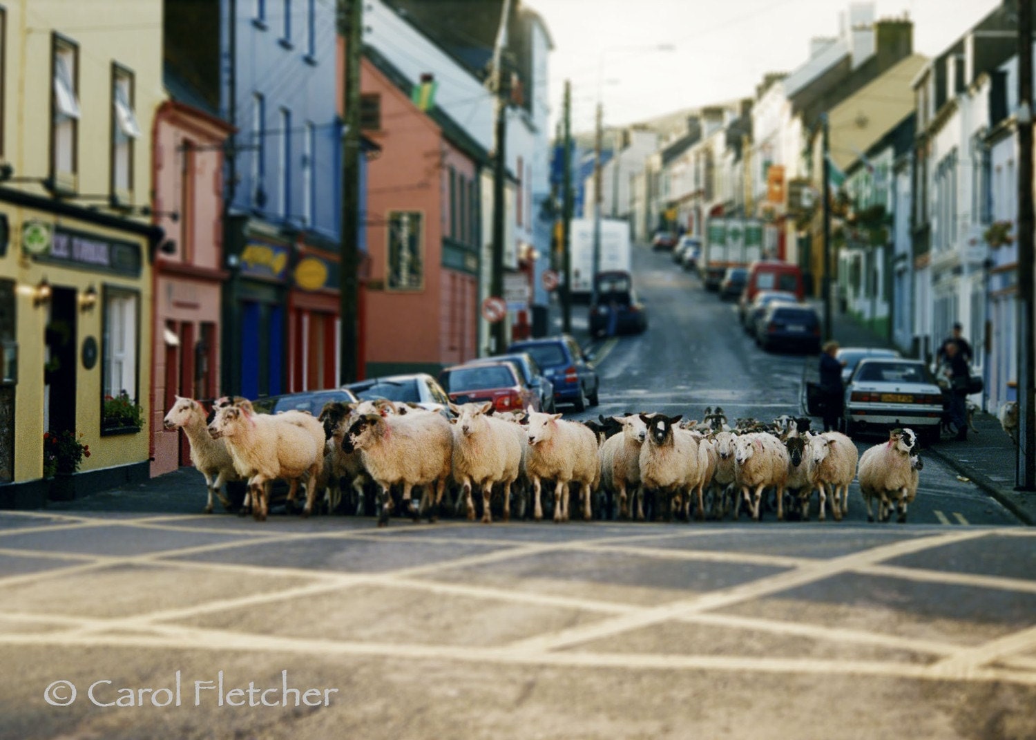Dingle Sheep - Ireland - Fine Art Photography Print - 5x7 - sheep in the road - flock - herd - irish - éire
