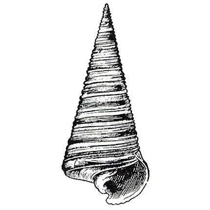 Unmounted Rubber Stamp - Seashell 2 - Horn Shell