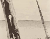 Forest photography forest photograph 5x7 black and white sleeping bear national lakeshore fine art modern tree wall art M22