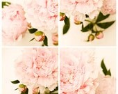 Flower photography flower photograph 12x12 light pink peony wall art spring bloom fine art botanical print set of 4 nursery decor 12x12