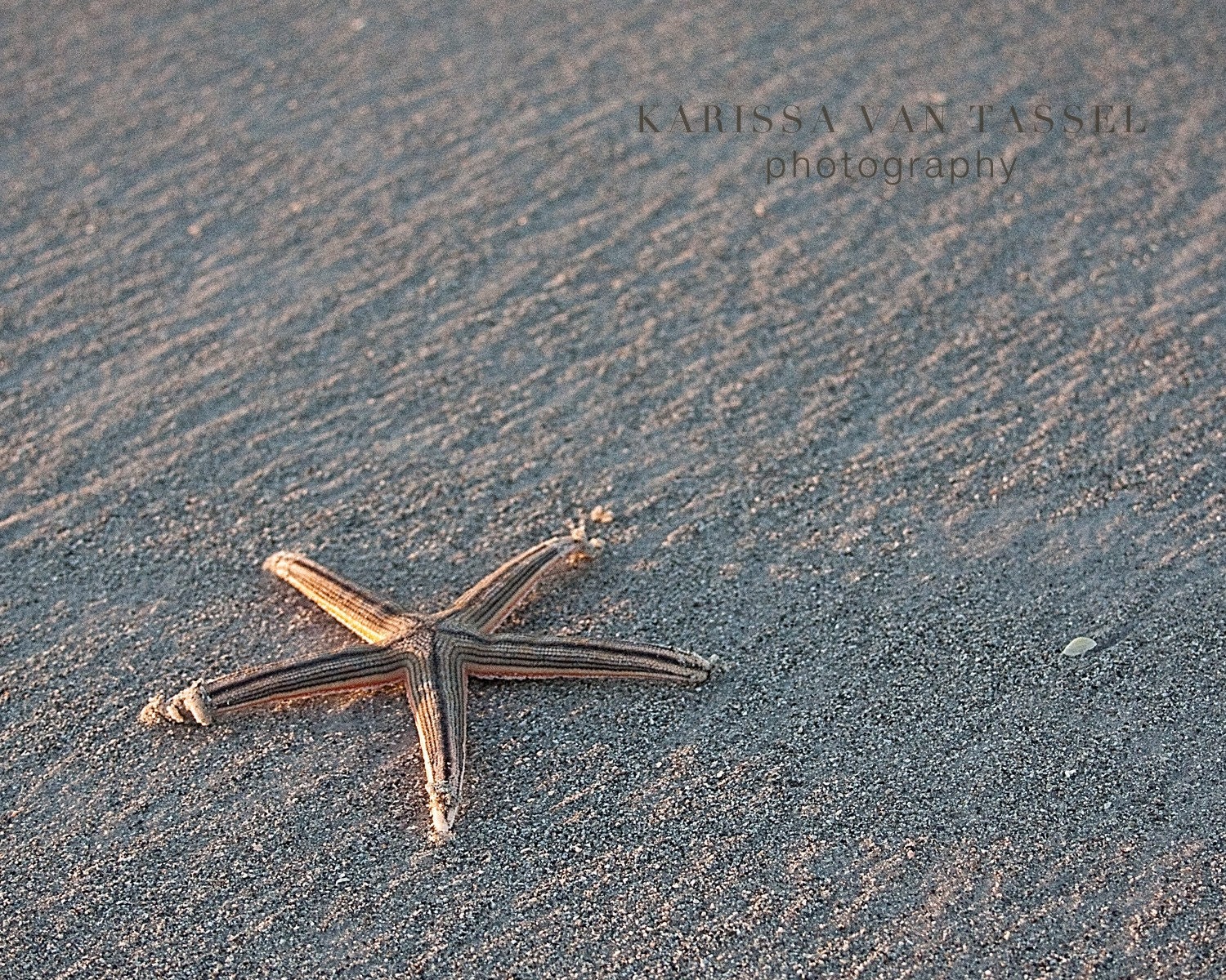 Sanibel Beach Photograph - Wishing Star- 8x10 Photograph - Sanibel Photography - Sea Star Photograph