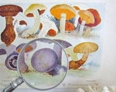 vintage mushroom print fungi fungus toadstools book print 4