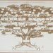 Family Tree Chart Displays 6 to 7 Generations of Your Genealogy, Large 22x34-Inch Size Ancestry Chart for Easy to Read Names & Dates