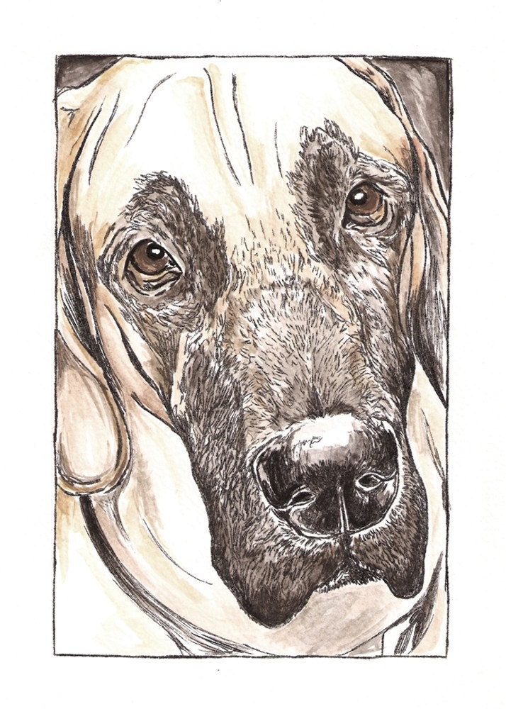 Fawn Great Dane Dog, close up Gulliver
