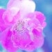 Chuckles The Rose - 4X6 Fine Art Photograph