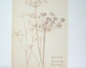 Vintage Book Plate -Vintage Botanical Flower Book Plate - Botanical Reproduction Drawing from a Naturalists Diary 1906
