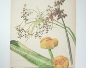 Papergoods. Vintage Book. 1970s Vintage Book Botanical Illustration. Vintage Book.  Vintage Paper. Vintage  Ephemera.